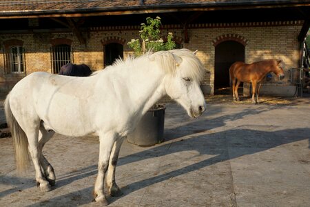 White horse nature horse head photo