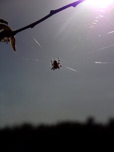 Sky animal