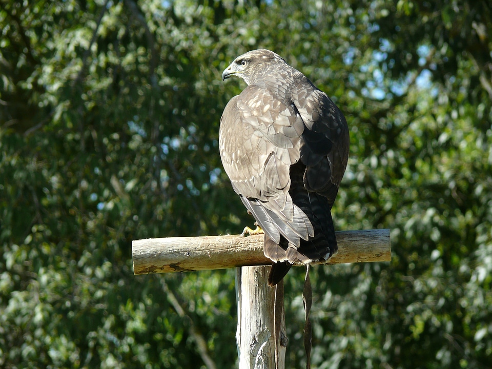 Birds prey fauna