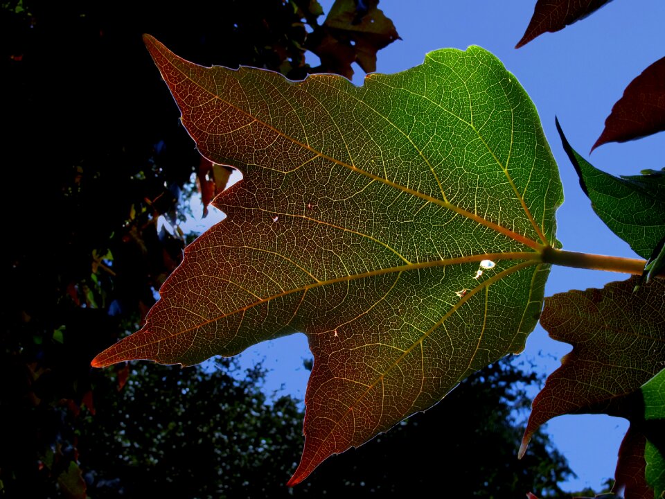 Backlighting nature shadow play
