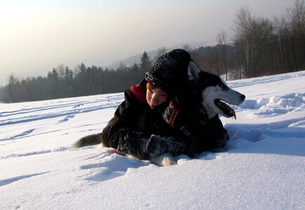 Husky snow siberian husky photo