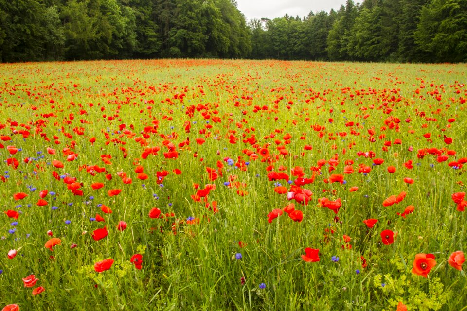 Red red poppy thriving mohnfeld