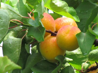 Health tropical peaches