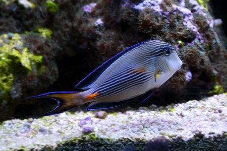Coral reef animals aquatic photo