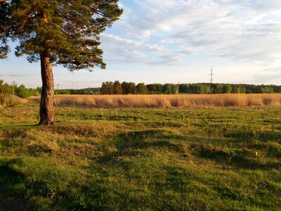 Grass firewood landscape