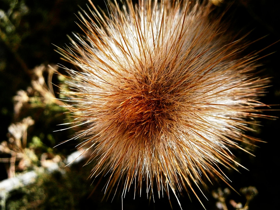 Vegetable thorny nature