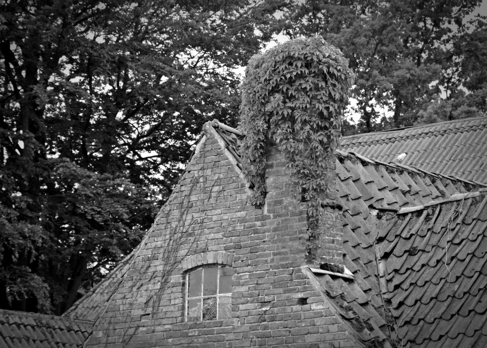 Chimney ivy building