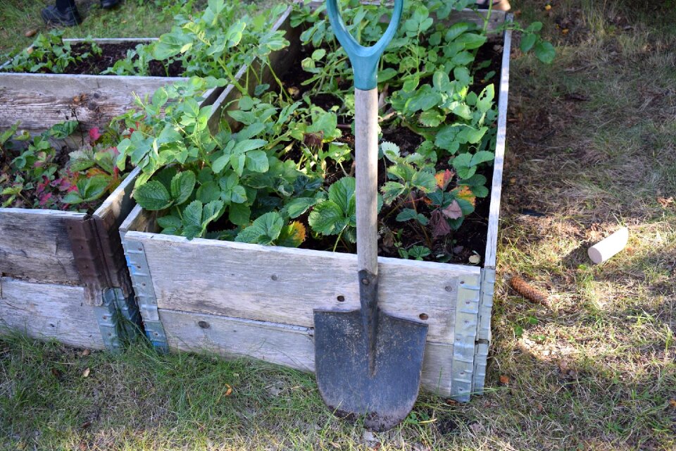 Summer self catering vegetable