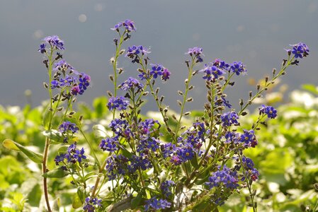 Flowerbed garden nots photo