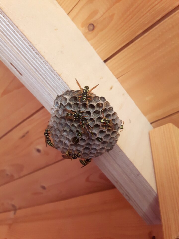 The hive garden garden shed