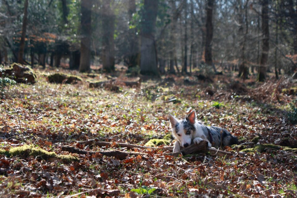 Forest new forest hampshire