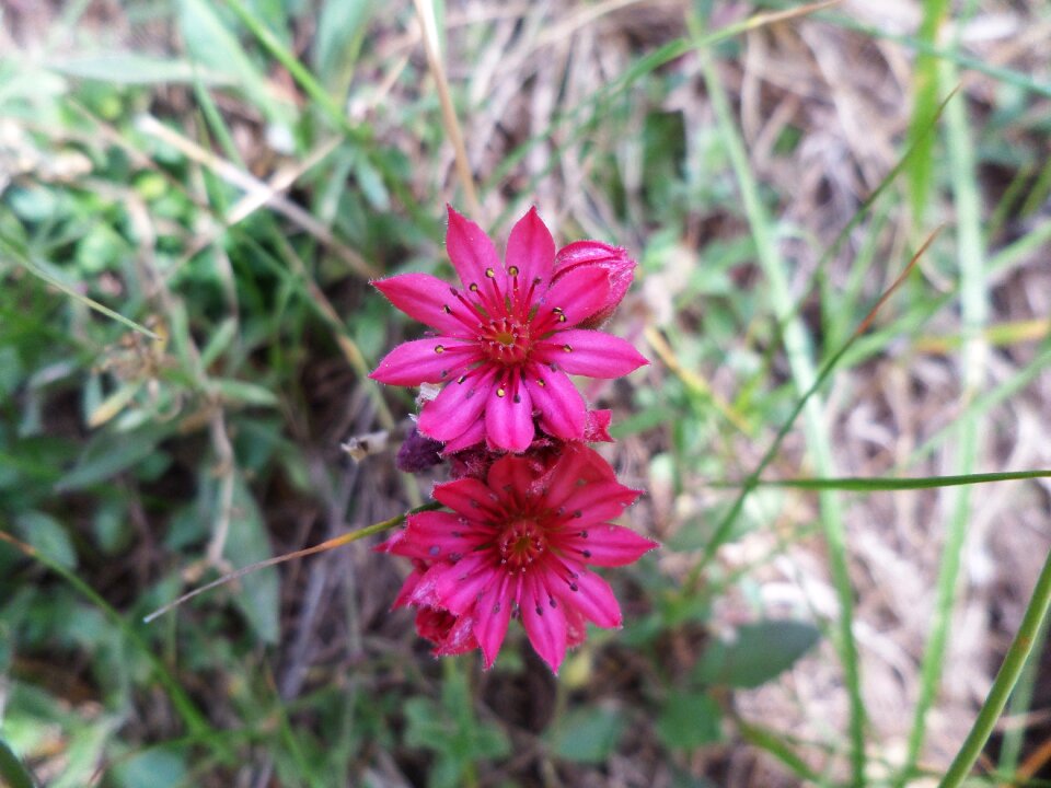 Prato summer flora