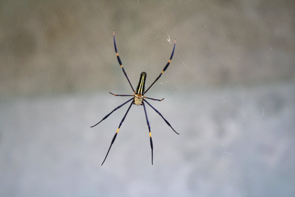 Spider bali gray