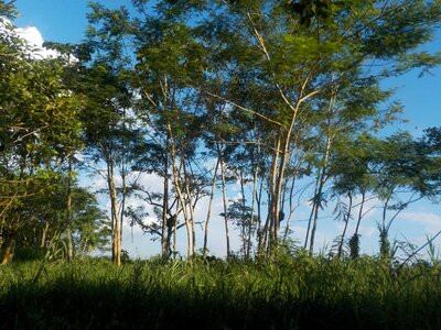 Amazon rainforest colombia landscape photo