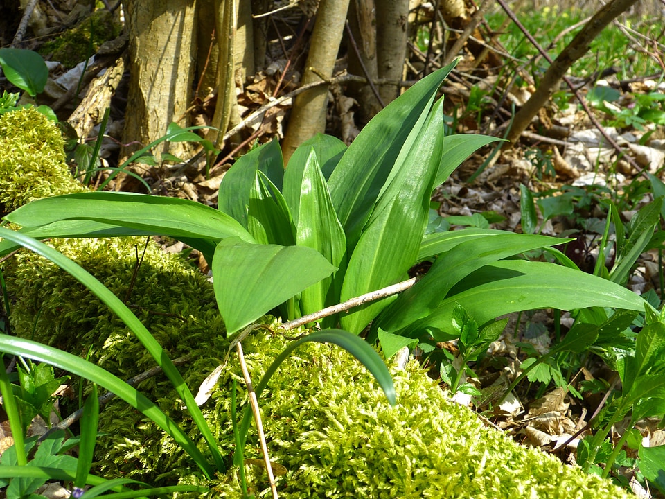 Allium ursinum garlic spinach wild garlic