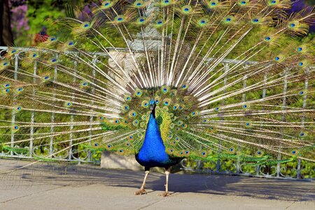 Park colored blue
