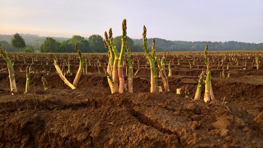 Asparagus time food eat