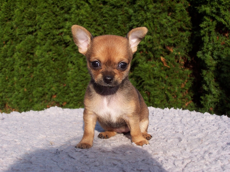 Dogs puppies chihuahua