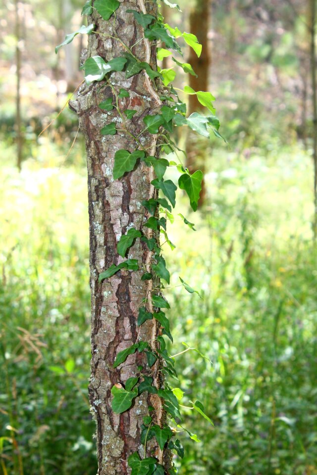 Calm hiking tree