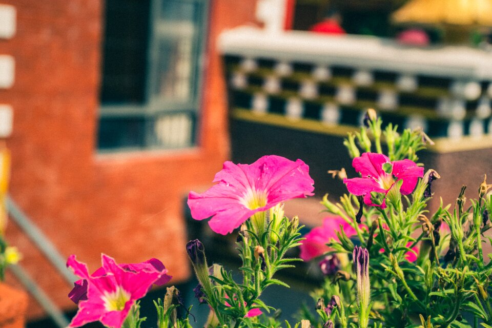 Plant bloom colorful
