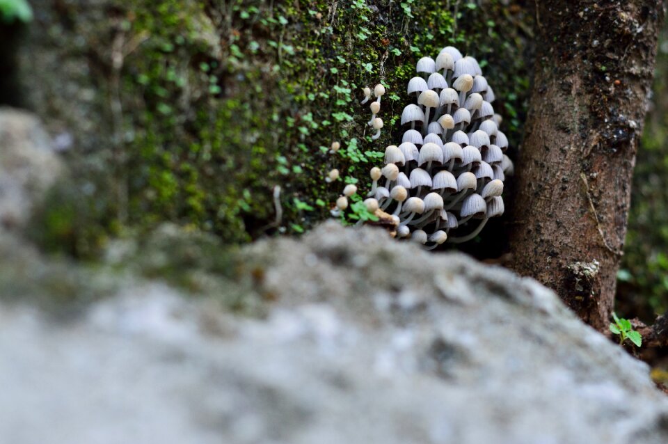 Forest macro nature