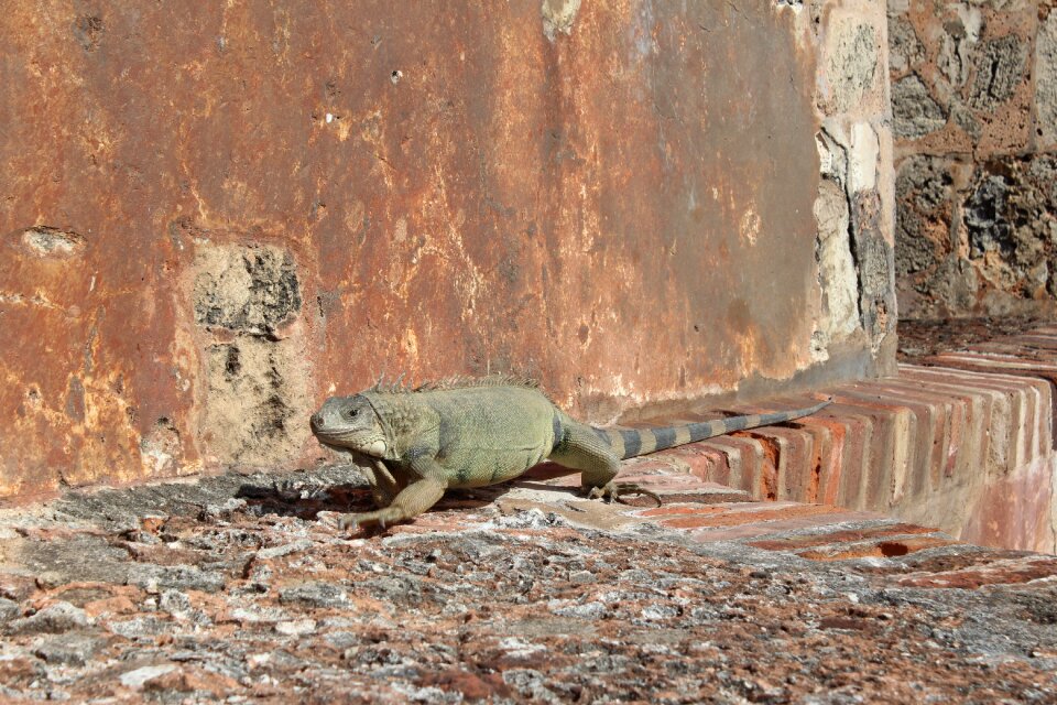 Reptile brown dragon