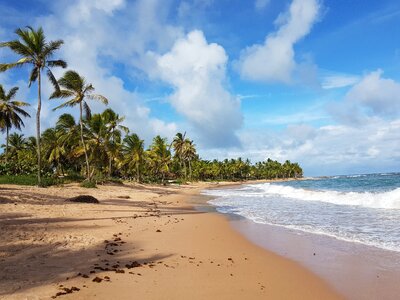 Mar coconut trees brazil photo