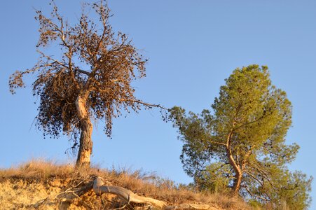Nature tree trunk photo