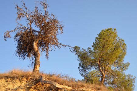 Nature tree trunk