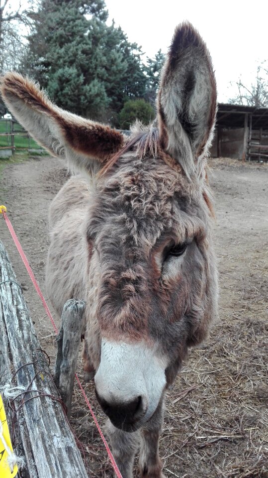 Donkey eyes sweets