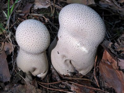 Bovist mushroom dust forest mushroom