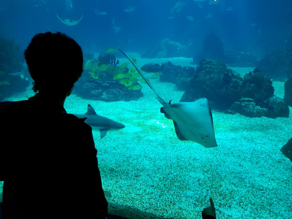 Wildlife water fauna
