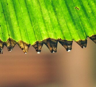 Palm fronds tropical palm leaf