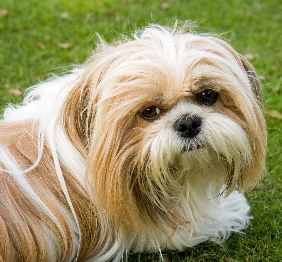 Animal close-up face