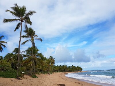 Mar coconut trees brazil photo