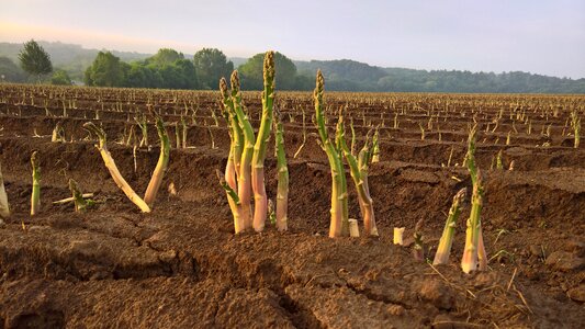 Asparagus time food eat