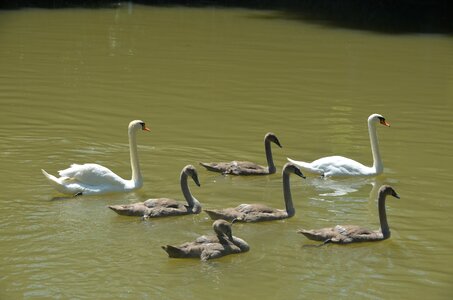 Animals swans cygnets photo