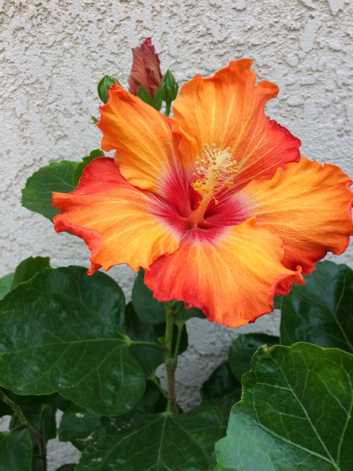 Plant single