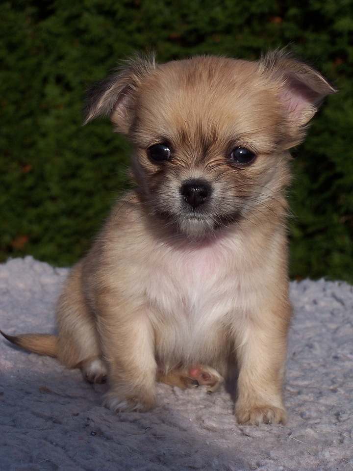 Dogs puppies chihuahua