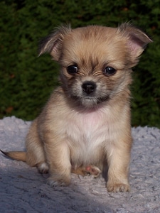 Dogs puppies chihuahua