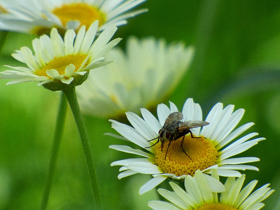 Insect nature marguerite