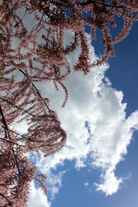 Tamarisk bush sky