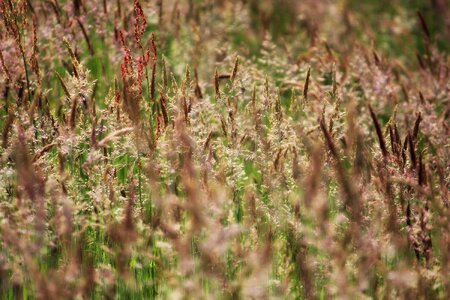 Green grass landscape photo