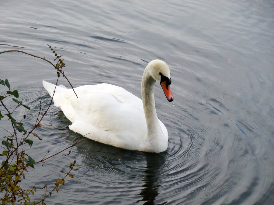 Lake nature river