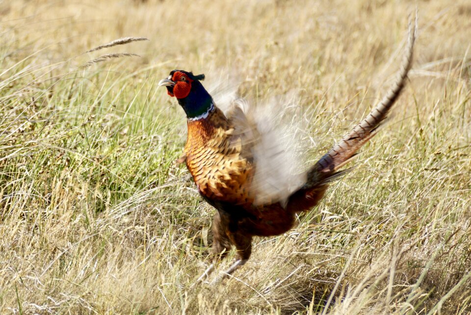 Feather threaten defend