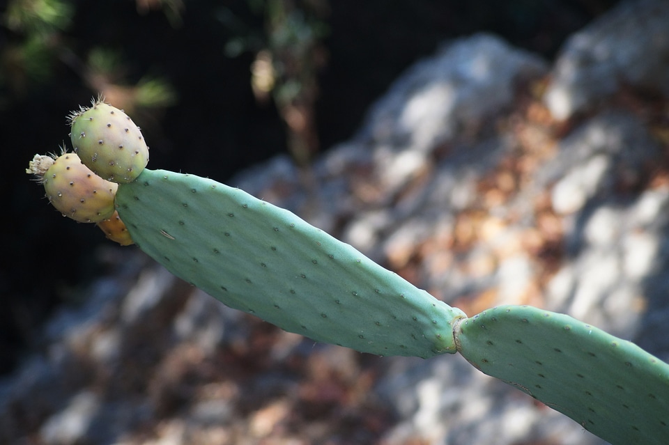 Spur cactus greenhouse cactaceae