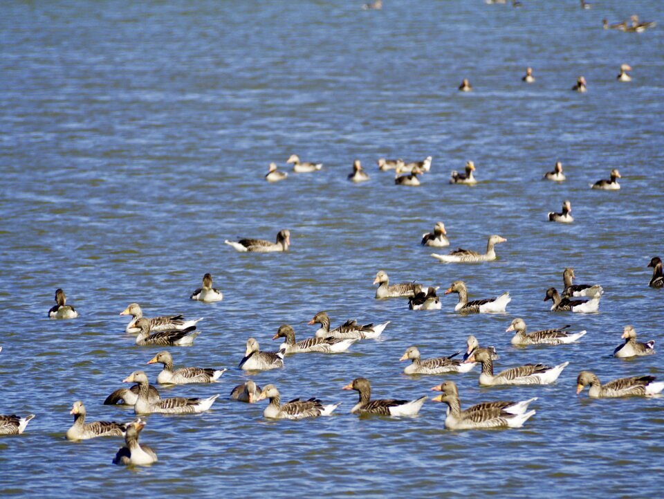 Goose migratory bird nature