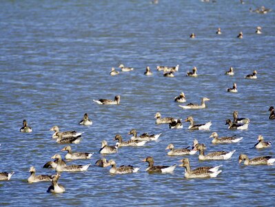 Goose migratory bird nature photo