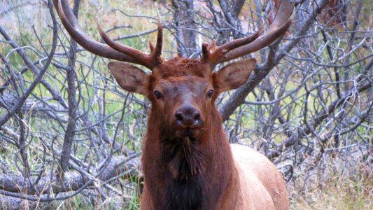 Wildlife elk bull photo