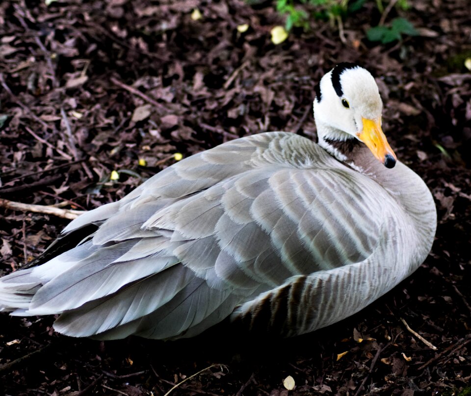 Nature wildlife geese